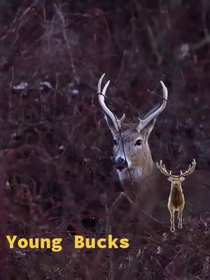 A post by @itsadubvthang on TikTok caption: just wait till these get older!?! #youngbucks #deerfriends #almostdeerseason #archeryhunter #bowseason #gunseason 