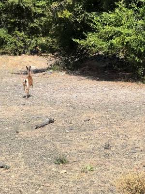 A post by @riley.schmit on TikTok caption: Baby deer was charging me during a round of frisbee golf and I didn’t know why until… . . . #petthatdog #deer #wtfmoments #damnnatureyouscary #ellensburgwashington