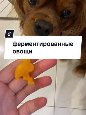 A post by @cavalier_savarin on TikTok caption: ферментированнные овощи для собак #кавалерсаварен #кавалеркингчарльзспаниель 