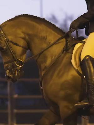 A post by @brookewould on TikTok caption: Wingates legend  (Bejjing X JJ porceylna)  Ready for the 2023 AHPA in tulsa ❤️  Shout out to @Teanalong for putting this bad ass clip together 😘 #arabian#hunterpleasure#gelding#arabianusnationals 