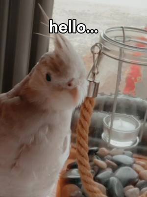 A post by @ourlittleflock on TikTok caption: It just made sense. 😂👋 #hello #adele #birb #theatrics #incoming #birds #petbird #birdtok #pet #pethumor #lol #birdsoftiktok #parrot #cockatiel #tielsoftiktok #PetsOfTikTok #pettok #capcut #justanotherday #inthelife #lifeofbirds