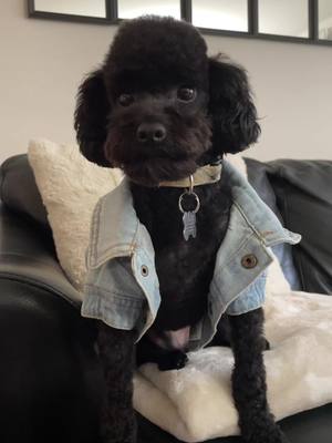 A post by @angelalalala96 on TikTok caption: Cutest trend ever #headtiltcheck #toypoodle #dogsoftiktok #ernie #fyp 