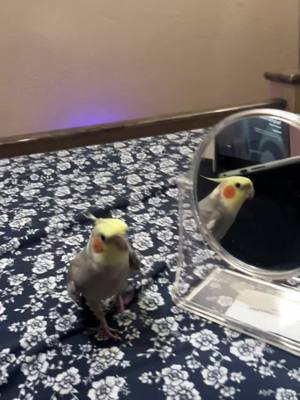 A post by @bigfluffybirdy on TikTok caption: Happy baby🦜. #happy #pet #bird #parrot #fyp #foryou 