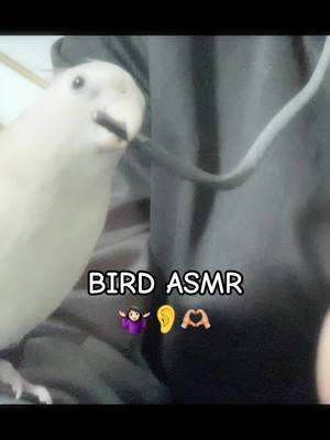 A post by @ourlittleflock on TikTok caption: Sound up for full experience 😅 #ASMR #soothingsounds #iykyk #bird #pethumor #PetsOfTikTok #cockatiel #birdtok #petbird #tielsoftiktok #pet #parrot #birdsoftiktok #sounds