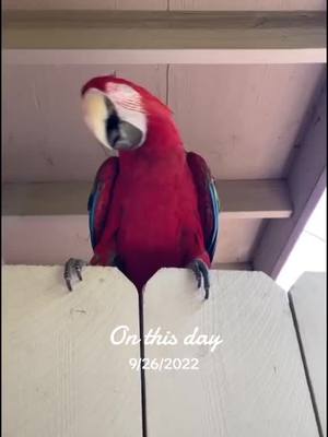 A post by @bigfluffybirdy on TikTok caption: #onthisday 💃🏻🦜. #dance  #happy #pet #parrot #fyp #foryou 