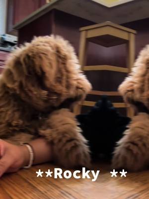 A post by @sweetcyn22 on TikTok caption: #fypシ #goldendoodle #cutestpuppy #PetsOfTikTok #truebestfriend 