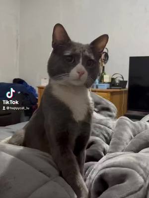 A post by @happycat_lu on TikTok caption: 😮‍💨 esta cansado el joven..