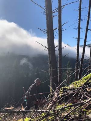 A post by @zacharykintzley on TikTok caption: #CapCut had to try it once #pnw #oregontimber#timberfallin 