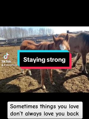 A post by @parsonsrescue on TikTok caption: As a rescue, we get emotional, we get upset but we need to make sure we are always pushing forward and doing our best for these animals. Even when its hard❤️ #parf #parsonsanimalrescue #horse #rescue #nonprofit #canadiancharity #support #fyp #foryoupage 