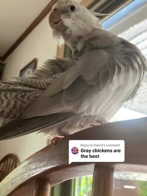 A post by @ourlittleflock on TikTok caption: Replying to @Xxend   We agree!! 😅🫶🏼 #bird #pet #PetsOfTikTok #pets #cockatiel #life #petbird