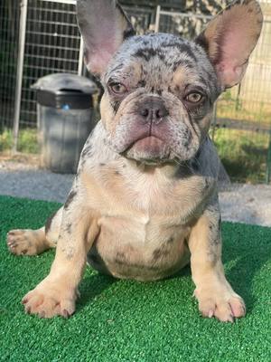 A post by @queencitybullys on TikTok caption: MAYBACH 🤩🐶 #frenchies #merlefrenchbulldog #dog #puppies #queencitybullys #puppy #frenchbulldog #maybach 