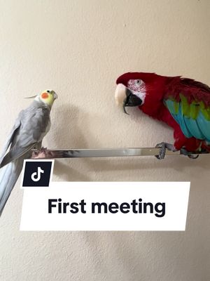 A post by @bigfluffybirdy on TikTok caption: Trying to figure out if I can trust him.. #first #firsttime #parrot #pet #fyp #foryou 