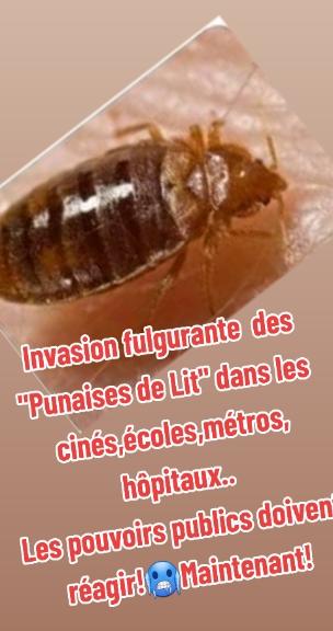 A post by @xavier9.3 on TikTok caption: #punaises de lit# #invasion# #crise sanitaire# #urgence sanitaire# #dépression# #désinsectisation#