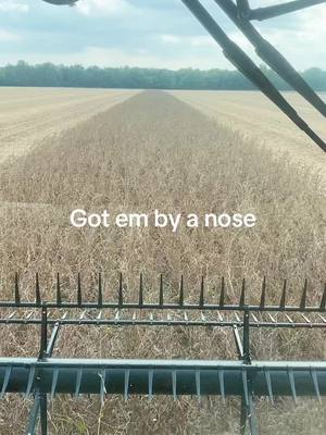 A post by @scw760629 on TikTok caption: #farmlife #farm #farmtok #johndeere #pioneerseed #beanharvest2023