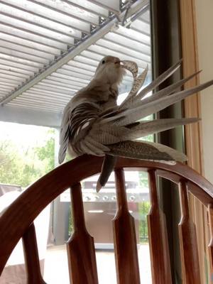 A post by @ourlittleflock on TikTok caption: 🪶🥰 #preening #birb #bird #pet #petbird #birdtok #feathers #parrot #cockatiel #PetsOfTikTok #pettok #naturallight #chilling