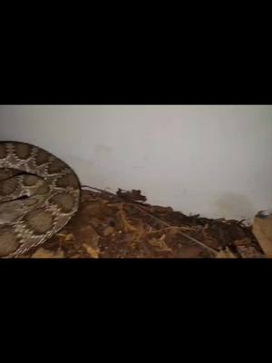 A post by @fanggangviking on TikTok caption: had to do it.#CapCut #rattlesnake #snakes #venomous #reptile #buzztails #fyp #fypシ #fypage #fanggang #viral #viralvideo