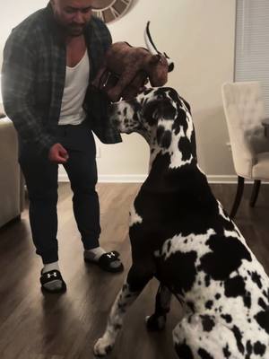 A post by @titan.and.his.dads on TikTok caption: When you bring a new toy for your dog after being away for work a couple of days.#greatdane #greatdanesoftiktok #dogsoftiktok #bigdog #dogdad #fyp 