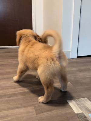 A post by @goldentoast_ on TikTok caption: Egg is so offended #goldenretriever #goldenretrieverpuppy #puppiesoftiktok #dogsoftiktok #PetsOfTikTok #goldenpuppy #puppytiktok #fypシ 