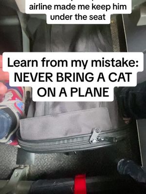 A post by @hank_is on TikTok caption: Learn from my mistake, never fly with a cat #fyp #cat #flying