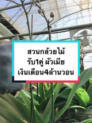 A post by @khanomdonutpanadda on TikTok caption: สอบถามเพิ่มเติม แอดไลน์:khanom1990