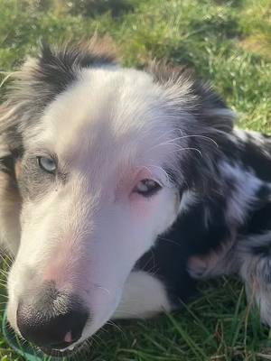 A post by @ln..93 on TikTok caption: Que c’etais beau #etretat #coucherdesoleil #border #collie #whellow #calme #normandie