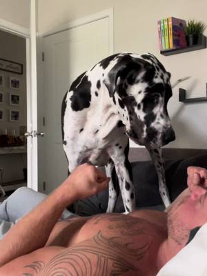 A post by @titan.and.his.dads on TikTok caption: He tryna catch these hands 😅 #GreatDane #DogDad #GiantDog #GreatDanesOfTikTok #DogDadsOfTikTok