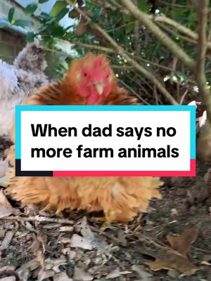 A post by @bdwaa.roby on TikTok caption: Who does he think he is? #PetsOfTikTok #goat #goated #minipig #dieselpig #chickensoftiktok #hobbyfarm #minifarm #Love #mymanmymanmyman #animals #animalsoftiktok #goats #backyardchickens #goatsoftiktok 