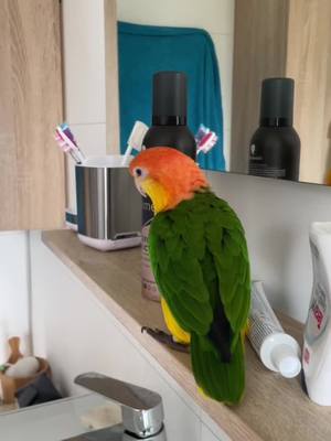 A post by @la_bananee_ on TikTok caption: Happy parrot 🤗 #perroquet #caique #parrot #oiseau #bird 