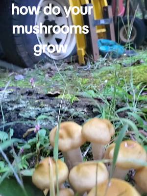 A post by @billiejosworld on TikTok caption: Mushroom #mushroom #shiconeysworld  #fungi