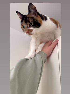 A post by @hopperkitten on TikTok caption: Why does my cat insist on getting stuck on top of the wardrobe #cattok 