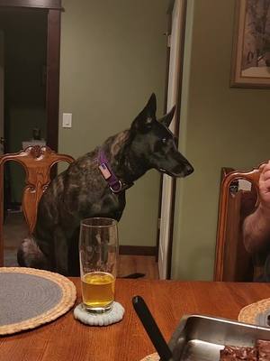 A post by @carebear2021co on TikTok caption: #torahmarie #dutchshepherd