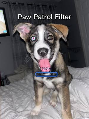 A post by @caseyclark_backup on TikTok caption: #aifilter #fyp #foryou #viral #fypage #fypシ゚viral #fypシ #foryoupage #like #puppy #puppylove #puppydog #pawpatrol