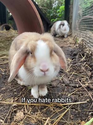 A post by @charliegaarden on TikTok caption: If you have a pet rabbit comment “Rabbit” on this post🐰🐰🐰 #rabbit #bunny #pets #cute #charliegaarden #rabbitsoftiktok 