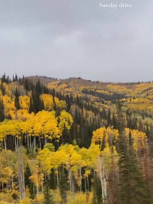 A post by @chad.shehee on TikTok caption: Fall drive #utah #fall #falldrive 