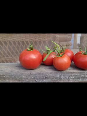 A post by @gardenoffizz1 on TikTok caption: Freshly picked beauties!  #gardenoffizz #loveyourselfalways #growth #gardening #tomatoerecipes #bombparty