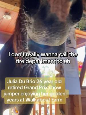 A post by @walkaboutfarm on TikTok caption: Julia was riden by American Olympian Peter Leone…   "The competitive class was won by Julia Du Brio, ridden by Olympic Medalist, Peter Leone. Julia Du Brio is a nine year old bay mare by Jalisco, who was imported in January of 2006. “Julia Du Brio had a conservative Palm Beach circuit, being ridden by her owner, Alexia Simonard,” Leone said. “Alexia encouraged me to try her over bigger jumps after Florida, and I found her really fun to ride. She has a great heart and is fearless,” Leone smiled."  I hope this video reaches him so he can see what shes doing now (therapy horse) #foryou #foryoupage #equestrian #showjumper #sellefrancais #queen #farmlife #horses #horsesofticktok #helpmefindsomeone #peterleone #ontariocanada #therapy 