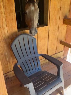 A post by @midwestern.denver on TikTok caption: #horse #bestfriend #country #farmlife #stables #cowboy #horses 