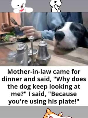 A post by @ricardoruyz3 on TikTok caption: Don't use my dog's plate 🐶😂😹  #fyp #dog #fypシ #pet #motherInlaw #meme 