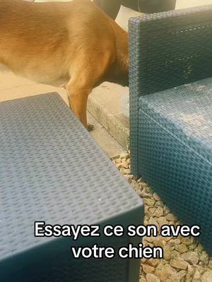 A post by @jessaly0211 on TikTok caption: #chien #abboiement #malinoi #triste #gamelle #chiots