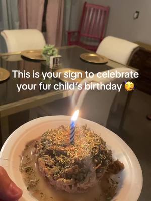 A post by @carmans_cooking on TikTok caption: Happy birthday spike #cat #birthday #furbaby @LucianeauxPimpin @Krystal 