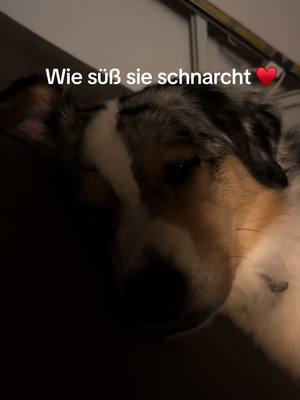 A post by @diepensels on TikTok caption: #australianshepherd #aussiethings #schnarchenderhund #schnarchen #hund #dogsoftiktok #fy #fypシ゚viral