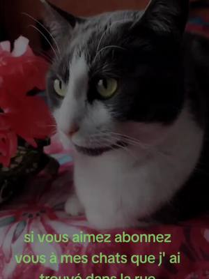 A post by @stellarys0 on TikTok caption: #CapCut #chats #animaux #animauxdecompagnie