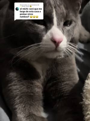 A post by @happycat_lu on TikTok caption: Respuesta a @✨AnaC_3040🌻 