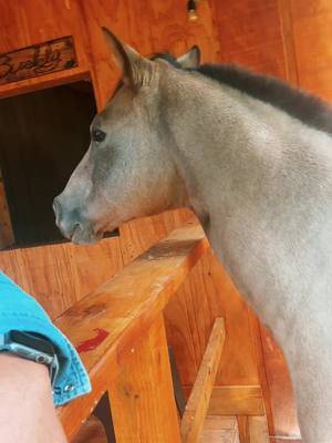 A post by @midwestern.denver on TikTok caption: #horse #bestfriend #country #farmlife #stables #cowboy #horses 