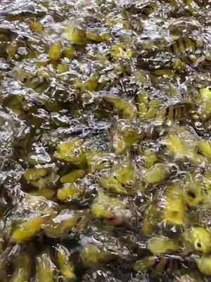 A post by @jedsfish on TikTok caption: Can you count how many there are? #fish #swarm #feedingfrenzy