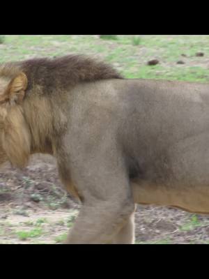 A post by @biking_4_life on TikTok caption: Throwback from Africa #lion #animals #safari #africa #fypシ #foryoupage #foryou #viral #blowthisup