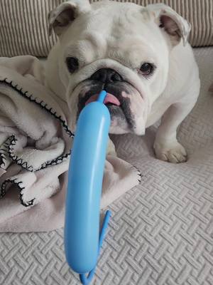 A post by @tiktak_umi on TikTok caption: Can't live without balloon 🤪 #takumithebulldog 