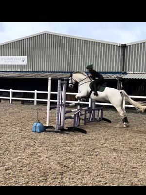 A post by @showjumping.summer on TikTok caption: Hes so cool #equine #equinegirl #xyzbca #horsesoftiktok #fypシ #equestrian #showjumper #showjumping 