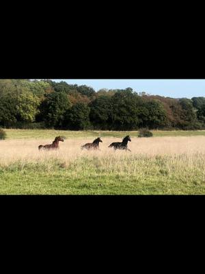 A post by @beckysheridan6 on TikTok caption: Running free 🐎🐎 #fellsidehorses #horse #showjumper #gallop #freedom #newfieldday #equine #equestrian #horseriding #repeatafterme #horsesoftiktok