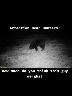 A post by @yotadude on TikTok caption: I know nothing about bears. What do you think he weighs?. #bear 